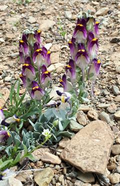 کتان بیابانی